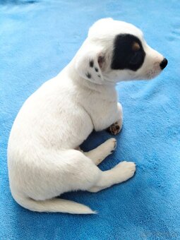 Jack Russel teriér - 3