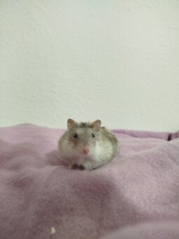 Křeček džungarský samička - 3