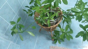 pokojová květina - 3