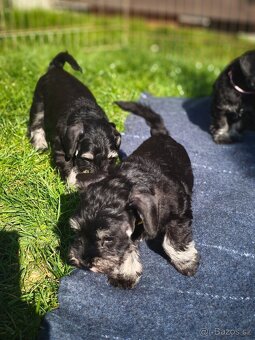 Knírač malý černostříbřitý - 3