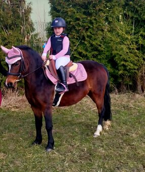 6letá klisna Welsh - 3