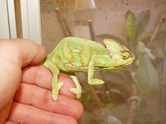 Chameleon jemenský (Chamaeleo calyptratus) - 3