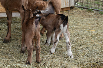 Prodám kozičky - 3