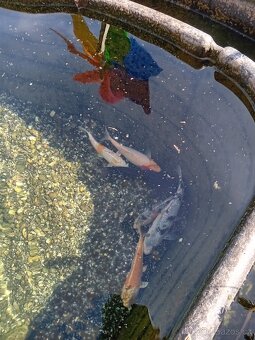 Koi kapr - 3