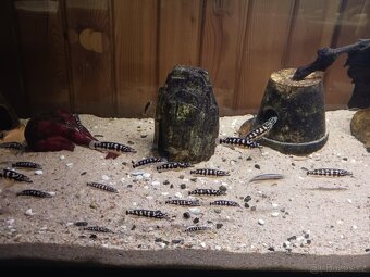 Cichlidka Mramorovaná (Julidochromis Transcriptus Kissi) - 3
