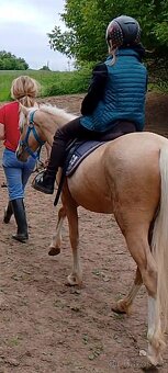 Pony kobylka - 3
