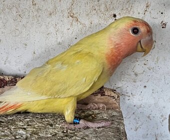 Agapornis růžohrdlý,Holoubek diamantový - 3