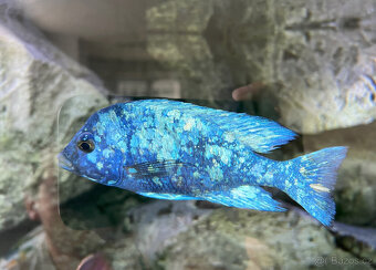 Malawi tlamovci- Placidochromis phenochilus tanzania Lupingu - 3