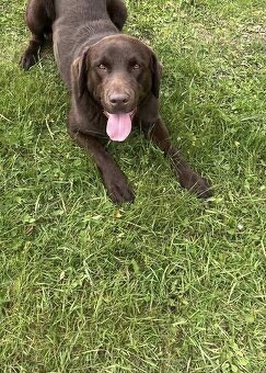 Čokoládový labrador šteniatká - 3