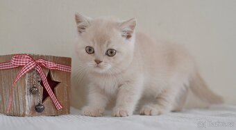 Britská krátkosrstá kočka s PP - 3