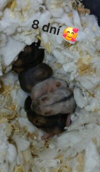 Prodám mláďata křečka džungarského – k odběru od 5. 3. - 3