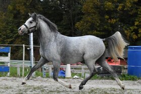 Hřebec Welsh Mountain pony - 3