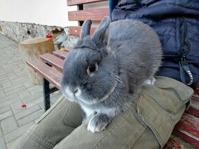 Bílopesíkatý havanovitý králík - 3