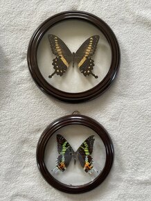 Sbírka motýlů  - 4 ks v kulatém rámečku - 3
