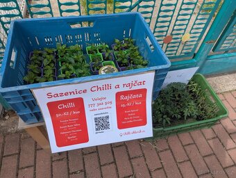 Sazenice Chilli - Habanero, Trinidat Scorpion, Scotch Brain - 3