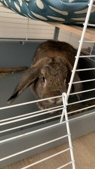 králík minilop s klecí, přepravkou a příslušenstvím - 3