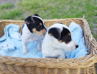 Jack Russell - 3