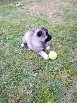 Štěňata - Německý špic vlčí - 3