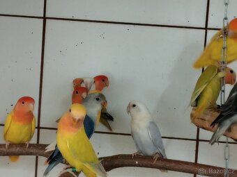 Agapornis růžohrdlý opalín - 3