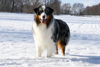 Australský ovčák - 3