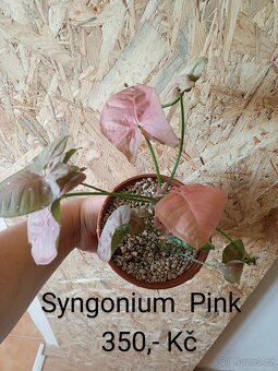 Pokojové rostliny - 3