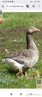 Husy Landenske a Pomořanské - 3