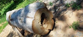 Dutý kmen jilm horský - 3