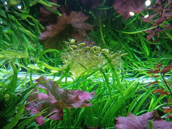 Salvinia natans - 3
