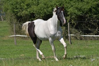 Krásná Paint horse klisna - 3