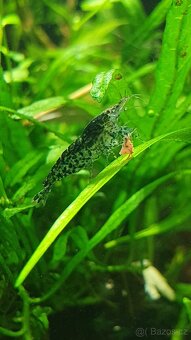 Krevetky - Neocaridina (svetlejsi kusy) - 3