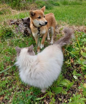 Shiba inu s PP - 3