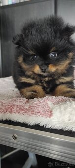 Pomeranian - 3
