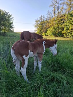 Quarter horse hrebecek, double register - 3