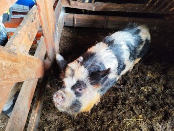 Kune Kune Akce - 3