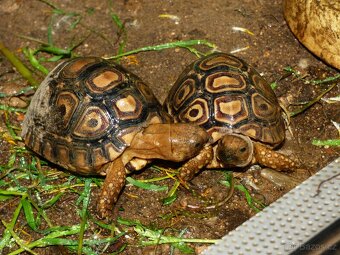 Želva pardálí (Stigmochelys pardalis) - 3