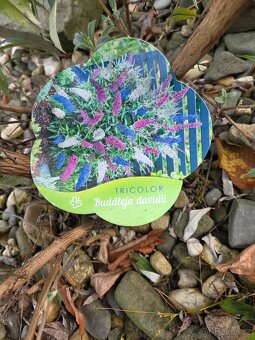 Komule davidova - motýlí keř - 3