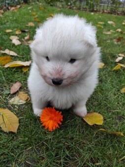 Samojed štěňata - 3