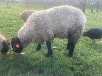 plemený beran Suffolk - 3