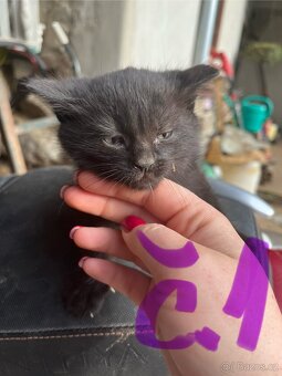 DARUJI koťátka - 3