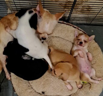 Prodám krásná štěňátka čivavy bez PP – 7 týdnů - 3