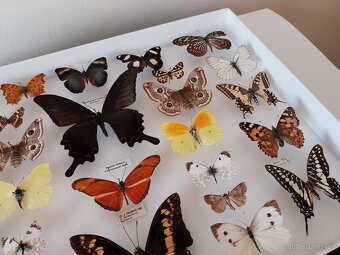 Prosklená vitrína s motýly - 3