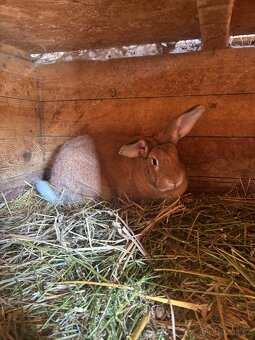 Prodej mladých i chovných králiků - 3