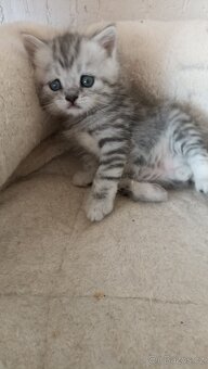 Britská whiskas koťátka s PP - 3