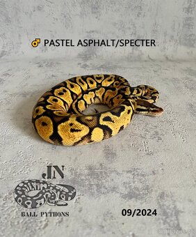 Krajta královská (Python regius) - 3
