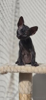 DON Sphynx - 3