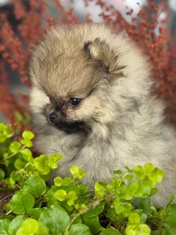 Pomeranian - 3