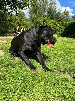 Cane Corso s PP, 2,5 roku - 3