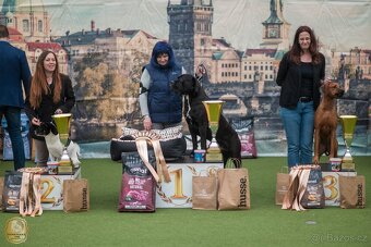 Krytí - Cane Corso - 3