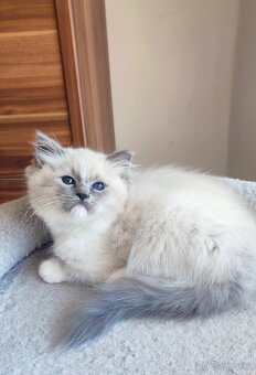 Ragdoll koťátka s tmavě modrýma očima - 3