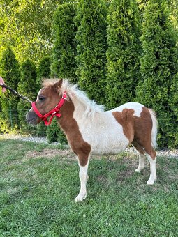 Shetland pony - 3